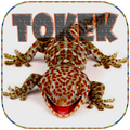 mp3 Suara Tokek