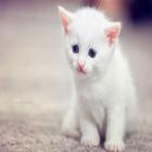 Cute kittens HD icon