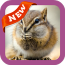 Chipmunk Wallpaper APK