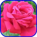 Rose Wallpaper HD APK