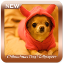 Chihuahuas-Hundetapeten APK