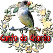 Canto do Chorão (Sporophila leucoptera)