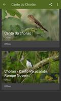 Canto do Chorão (Sporophila leucoptera) capture d'écran 3