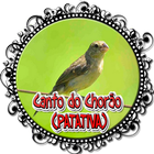 O canto melancólico da Patativa-chorona ícone