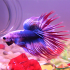 Betta Fish Wallpaper HD 4K icono