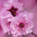 Cherry Blossom Live Wallpaper HD 4K APK