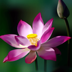 Lotus Live Wallpaper HD 4K