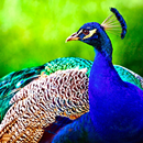 Peacock Live Wallpaper HD 4K Very HOT APK