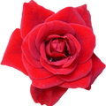 Rose Live Wallpaper HD 4K