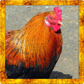 Wild Chicken Simulator