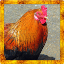 Wild Chicken Simulator-APK