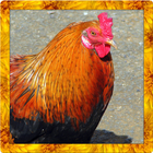 Wild Chicken Simulator icône