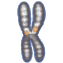 Chromosome Kinetochore 3D APK