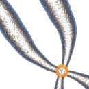 Chromosomes 3D APK