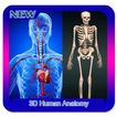 3d، الإنسان، تركيب