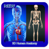3d، الإنسان، تركيب أيقونة