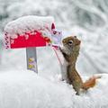 Christmas Animals