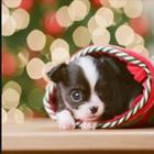 Christmas Dog Pictures icon