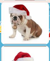 برنامه‌نما Christmas Dog Pictures عکس از صفحه