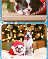 Christmas Dog Pictures capture d'écran 1
