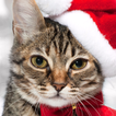 christmas cat wallpapers