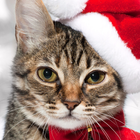 آیکون‌ christmas cat wallpapers