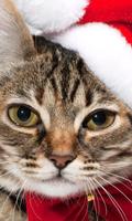 christmas cat wallpapers poster