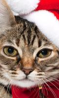 Lwp クリスマス猫 ポスター