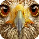 Animals Sound Box PRO APK