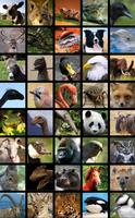 sonidos de animales captura de pantalla 2