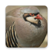 Chukar Bird Wallpaper