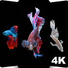 Betta Fish Wallpapers HD & 4K icône