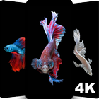 4K Betta Fish Wallpaper आइकन