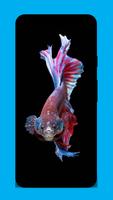 Betta Fish Wallpapers HD & 4K 포스터