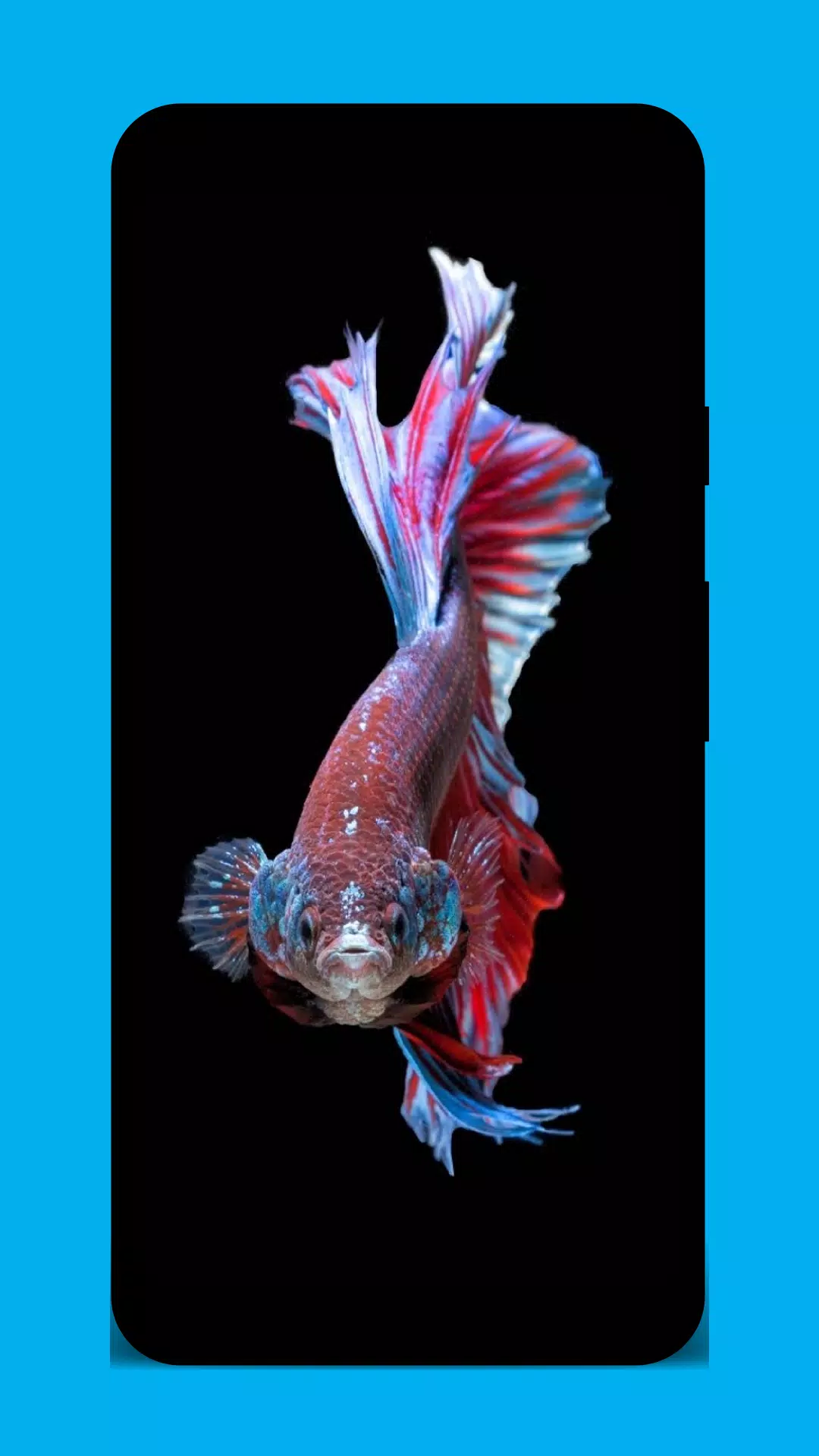 Tải xuống APK 4K Betta Fish Wallpaper cho Android Tải xuống APK 4K Betta Fish Wallpaper cho Android