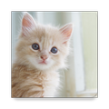 Pet World