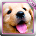 Golden Retriever LiveWallpaper