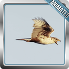 Hawk Live Wallpaper ícone