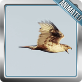 Hawk Live Wallpaper иконка