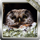 Owl Live Wallpaper APK