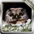 Owl Live Wallpaper icône