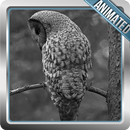 Hedwig Owl Animated Wallpaper APK