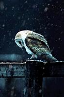 Hedwig Owl Animated Wallpaper capture d'écran 2