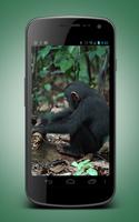 Monkey Live Wallpaper Ekran Görüntüsü 1