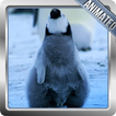 Penguin Wallpaper