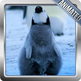 Penguin Wallpaper icône