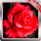 آیکون‌ Rose Live Wallpaper