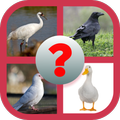 See The Bird - Guess The Name