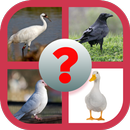 See The Bird - Guess The Name APK