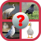 آیکون‌ See The Bird - Guess The Name